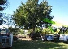 Kwikfynd Tree Management Services
mountwarrenpark